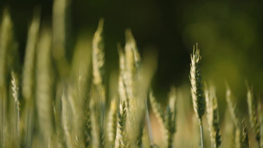 An agricultural farmland with wheat