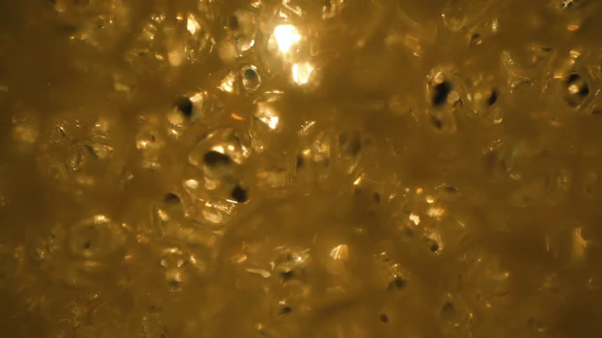 The yellow bubbles pop under the light