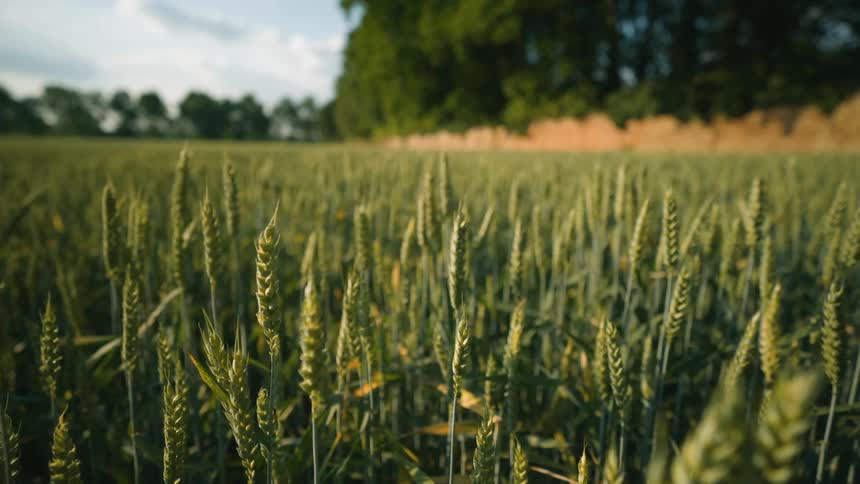 Closeup of a large wheat field on a cloudy summer day