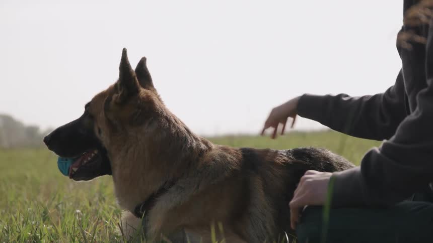 A man is petting a dog who is holding a ball in it's mouth