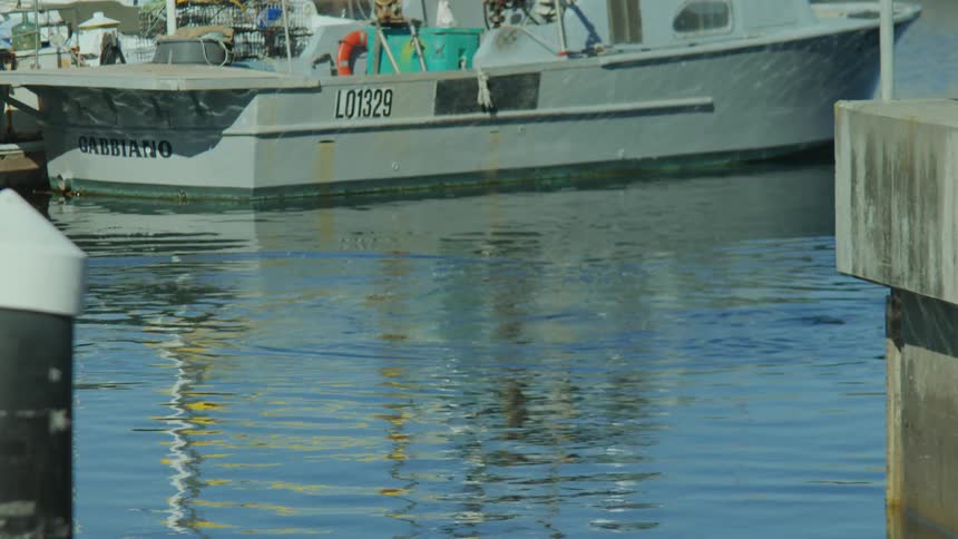 Sea lion briefly surfaces before submerging near dock
