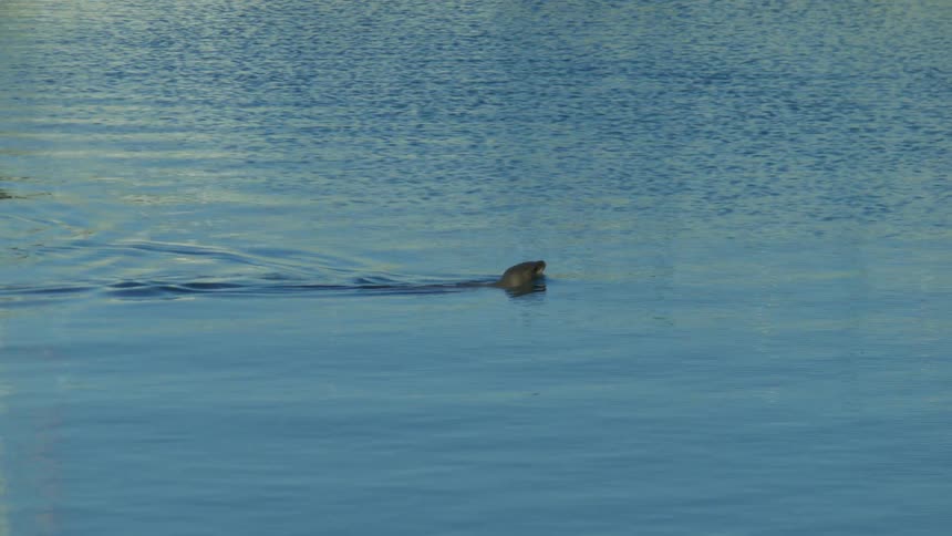 A sea lion looks around as it swims along the waters surface then dives