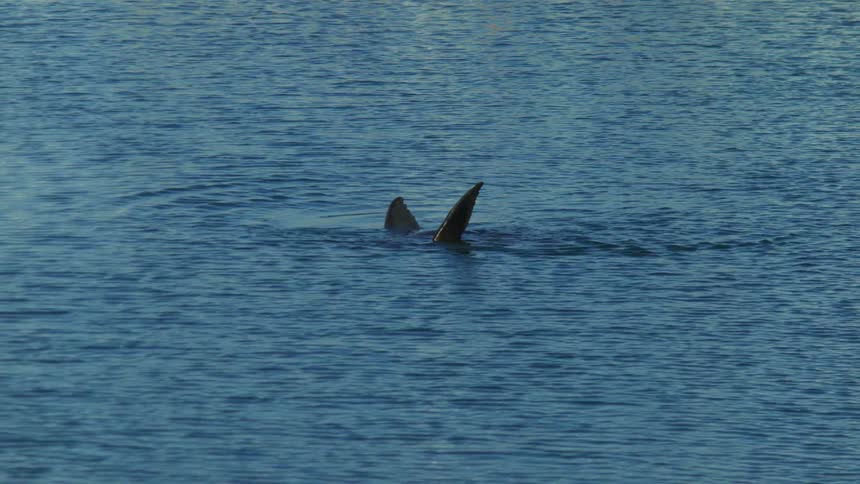 A sea lion is diving under the water
