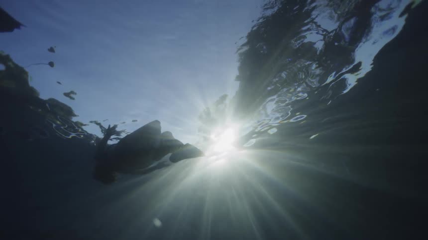 Swimmer wearing fins floats at the water's surface against the sky