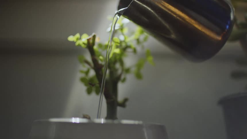 A succulent plant being watered
