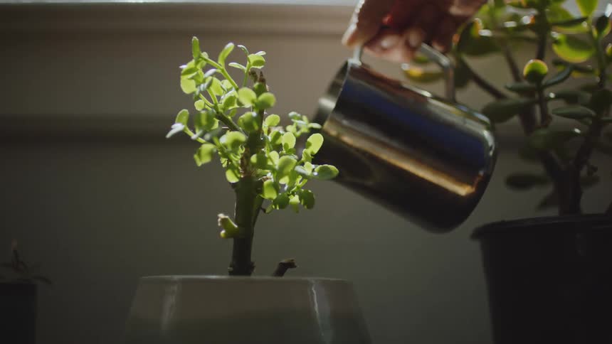Person holding a metal watering can watering three potted plants in front of a window