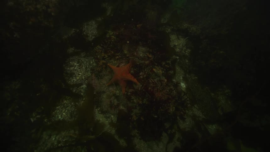 Starfish underwater on top of a rock close to the sea bed