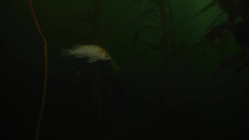 Fish at the bottom of the sea