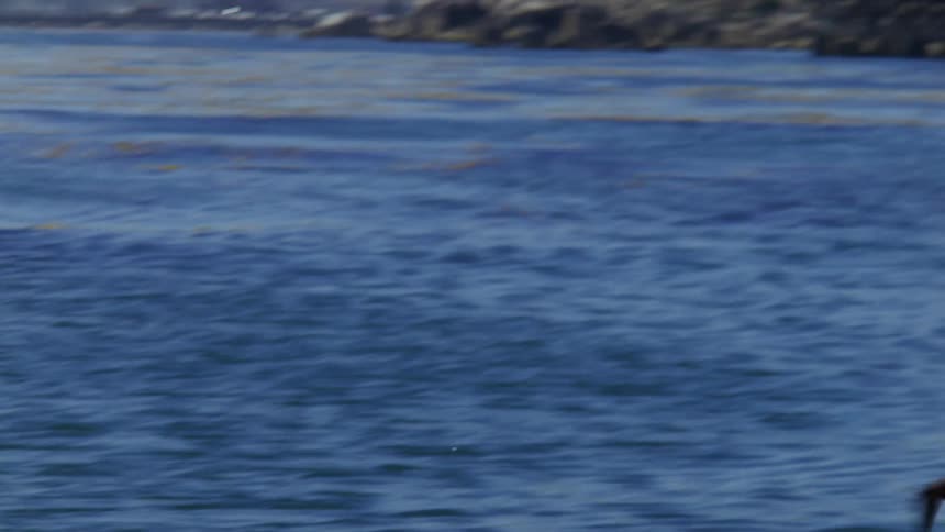 A bird flying fast near the sea surface by some houses at the waterfront