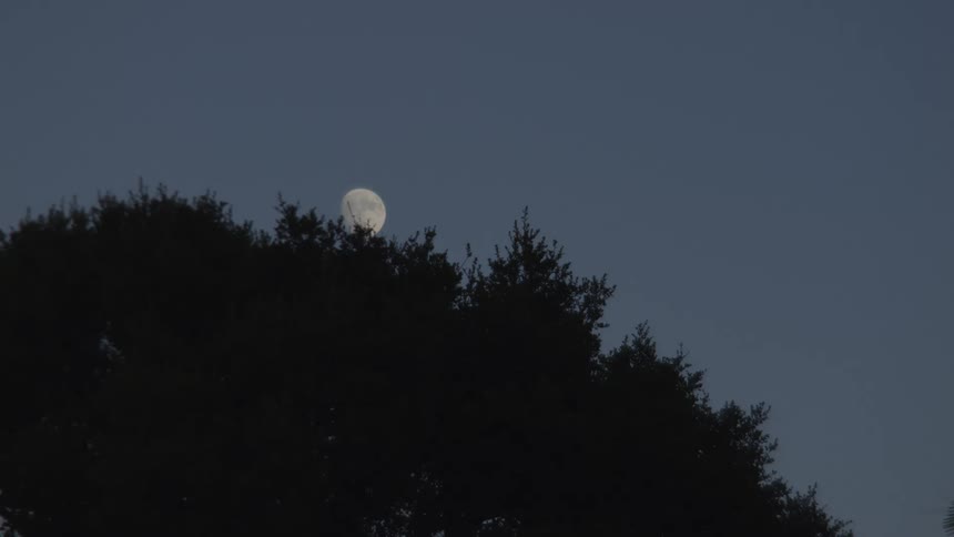 A tree is silhouetted against the full moon and the night sky