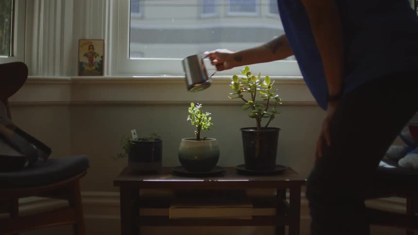 Person watering their potted plants in front of a window in the sunlight