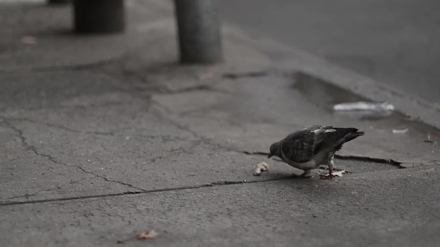 A pigeon pecks at some items on the sidewalk