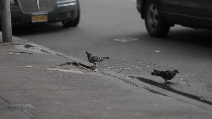 Pigeons stand on a city curb and street