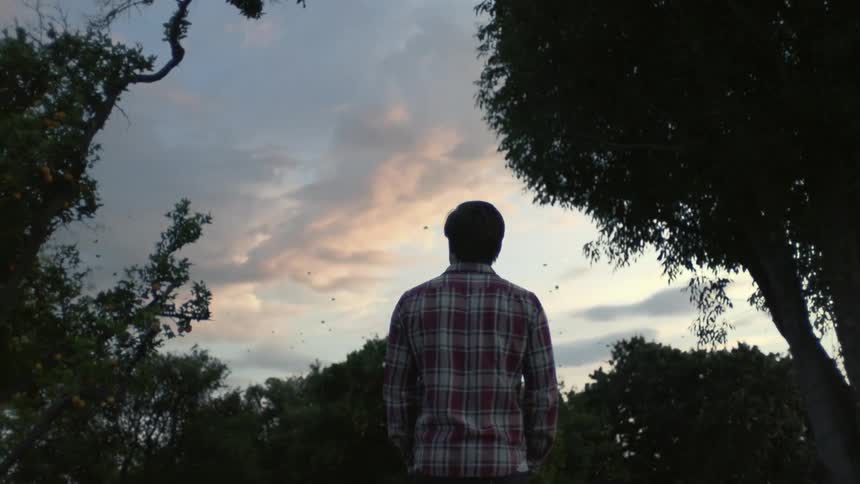 Man watches a swarm of birds flying overhead