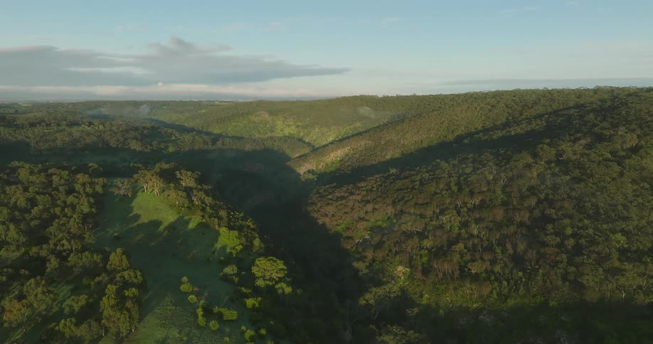 Aerial of dense forest covering rolling a lush green valley under a clear sky