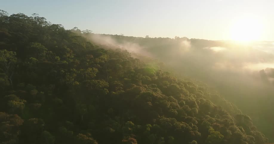 Aerial view of forest on mountain slope at sunset