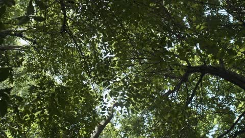 The sky is blocked by many branches and leaves