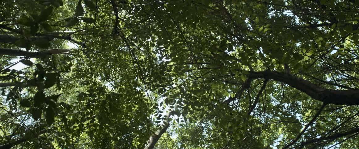 The sky is blocked by many branches and leaves