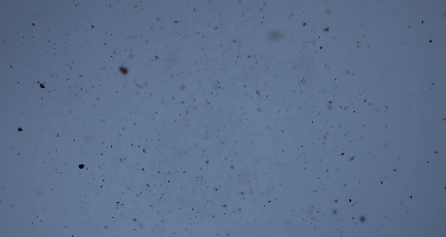 Small black flakes are slowly floating in a blue liquid
