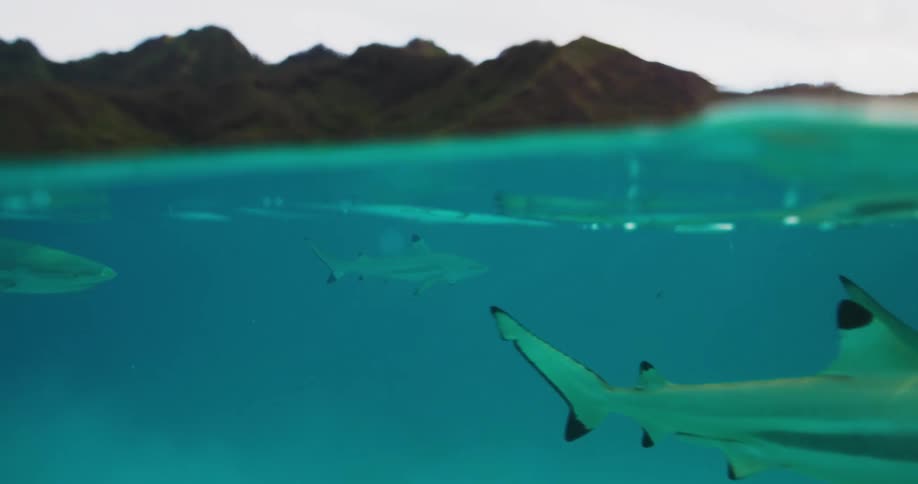 Fish swimming in the sea during the day