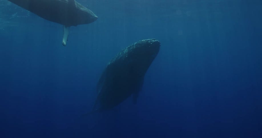 Whales swimming near the surface of the blue sea