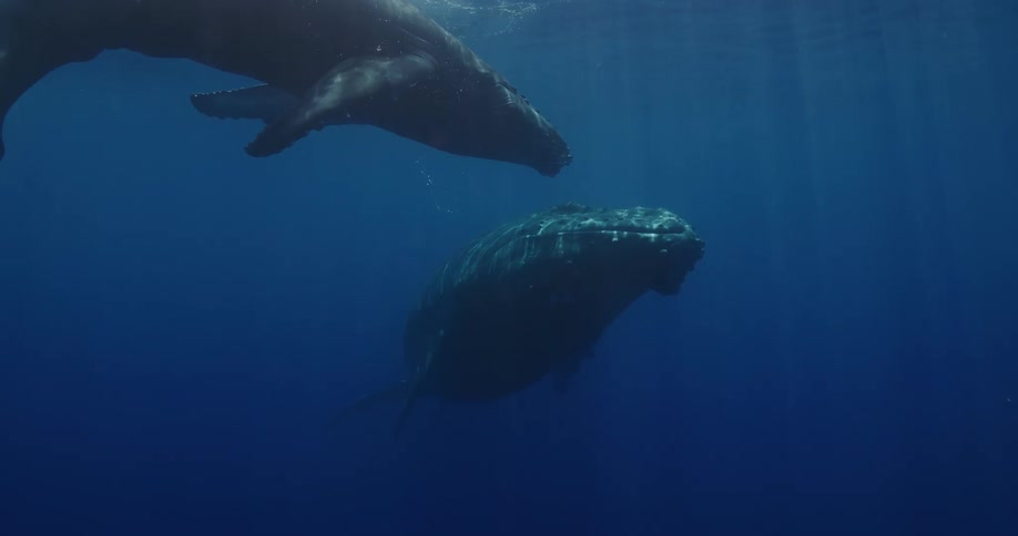 Two whales close together below the water