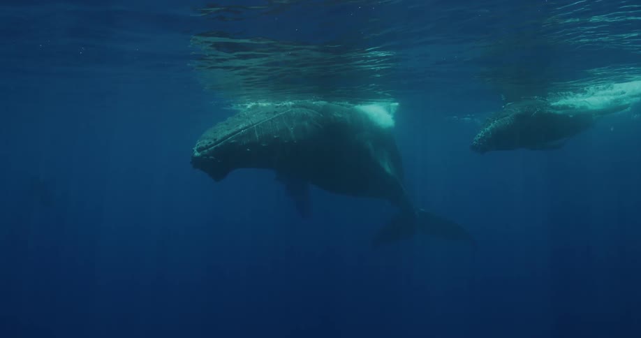 Two whales swimming near the surface of the ocean to get air