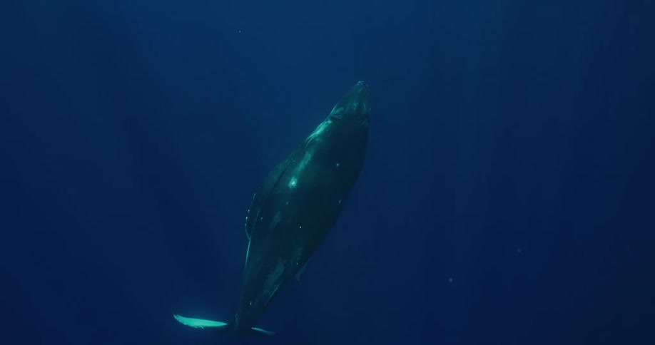 A whale is swimming towards the surface
