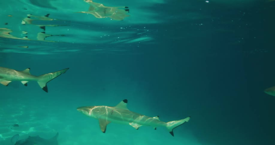 View of sharks fish and rays in an aquarium