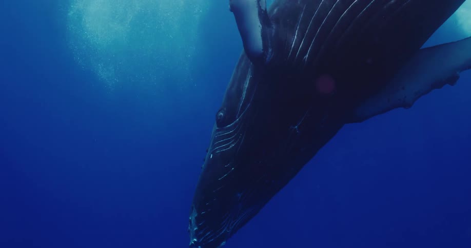 A large whale twists and dives beneath the surface of the ocean