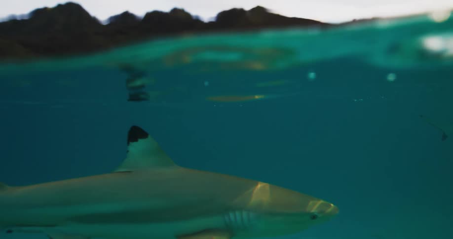 A shark swimming under the water surface