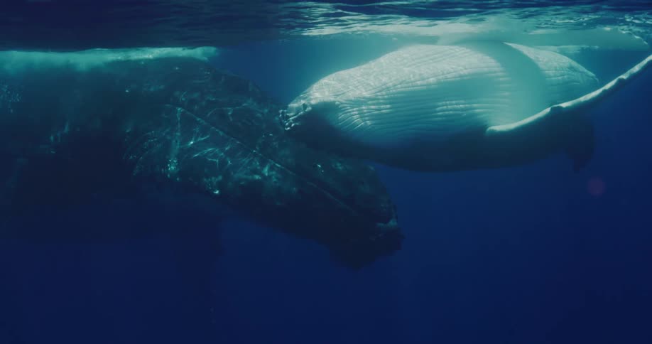 Two large whales underwater and one of them is turning upside down