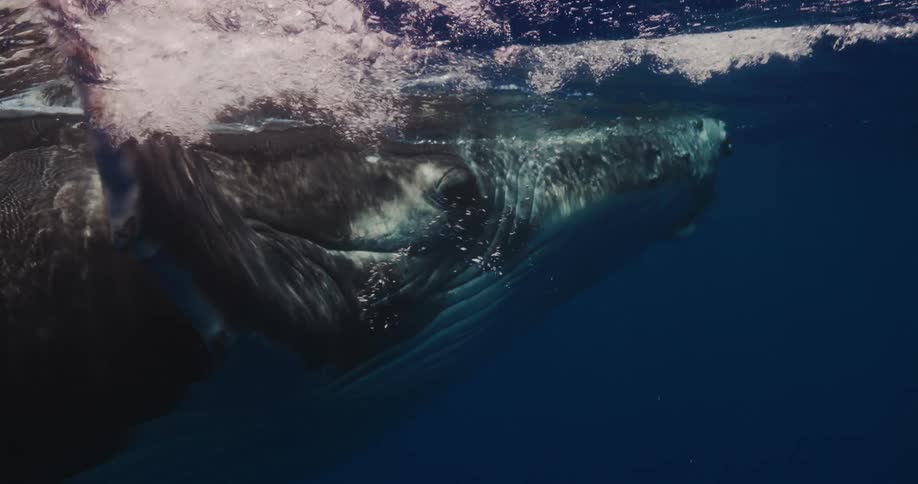 The whale is swimming underwater