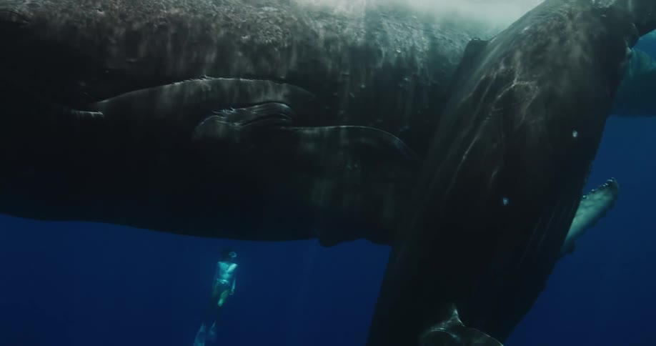 A sperm whale and its baby swim in the ocean water