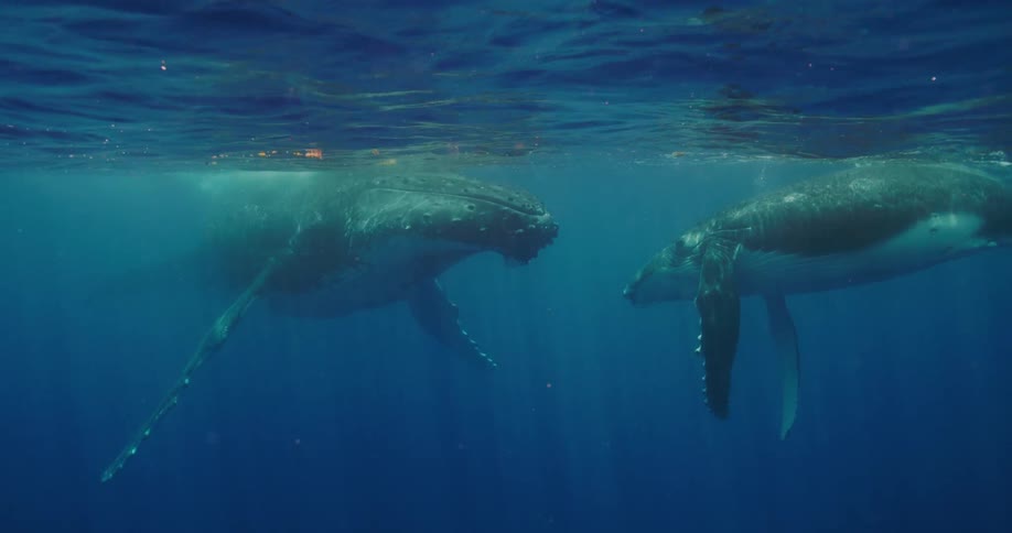 Two whales float underwater