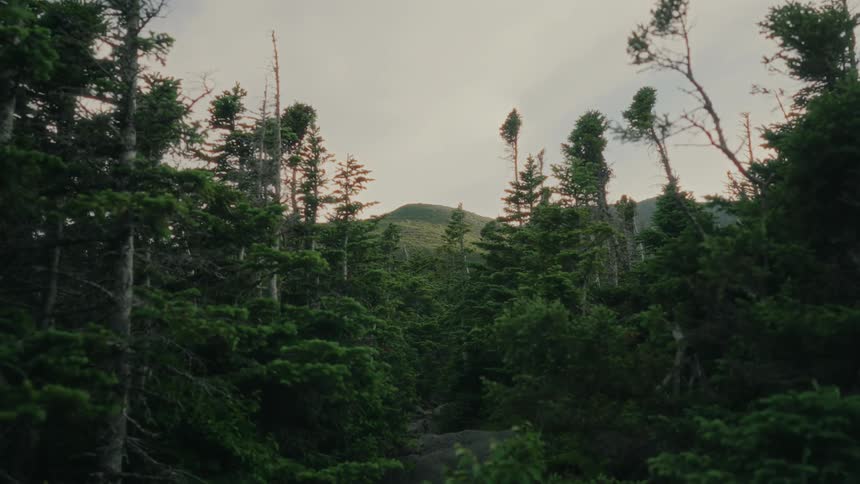 A tranquil forest with towering green trees filtering the sunlight