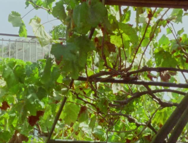 View of a tree with healthy and dry leaves on a sunny day