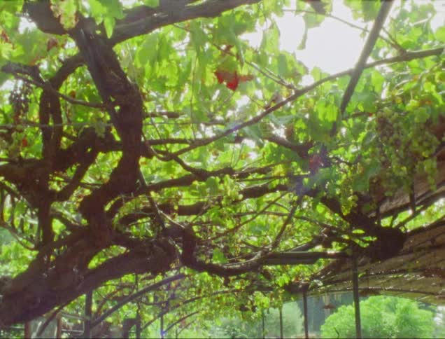 Canopy of tree branches and green leaves