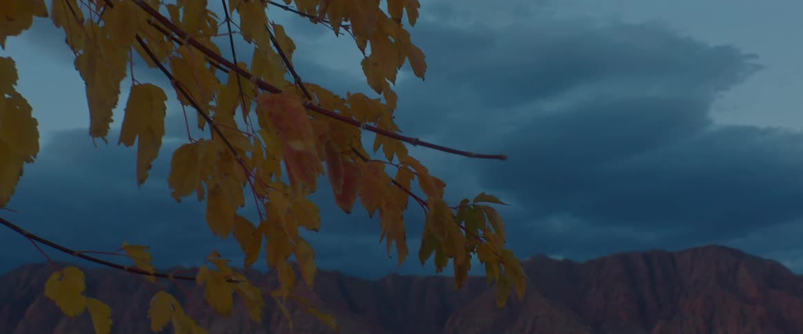 Yellow leaves in the wind against a grayblue sky with dark clouds and red desert cliffs in the background