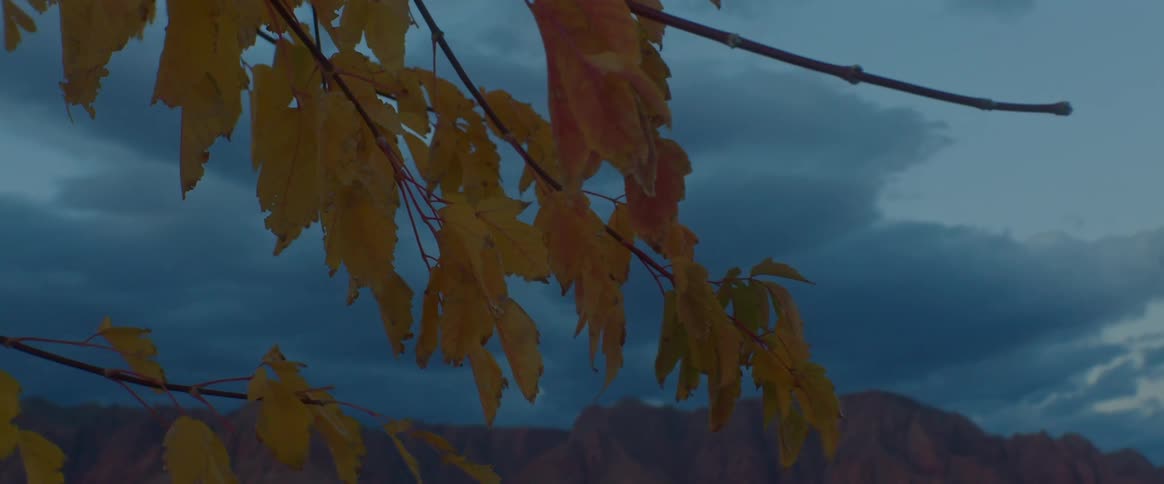 Several almost dry leaves on a tree and a black cloud in the sky