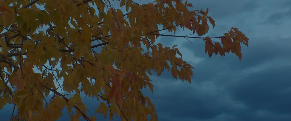 A tree moves in the breeze as dark storm clouds move overhead