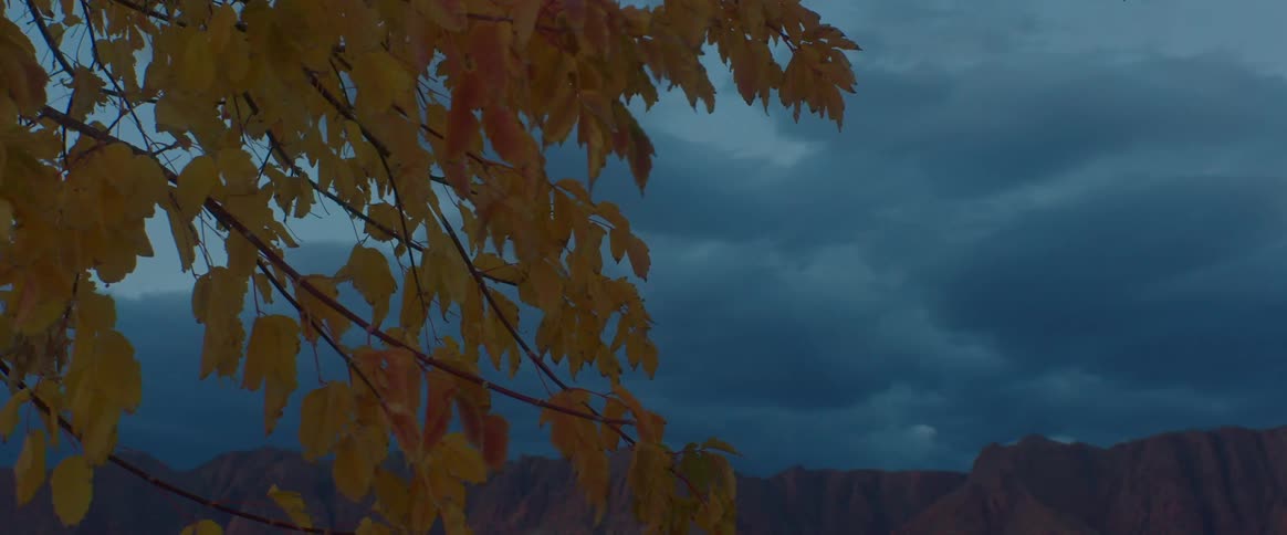 A tree moves in the breeze as dark storm clouds move over the mountains