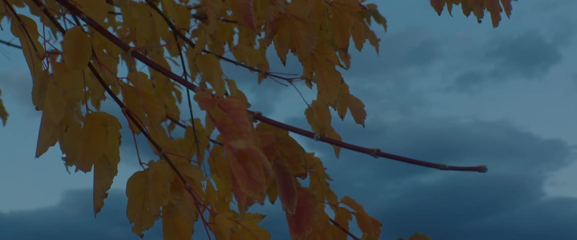 Branches with yellow leaves blowing gently in the wind against a dark grayblue clouded sky