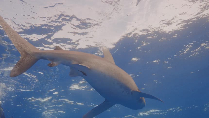 A great white shark swimming in the ocean during the day