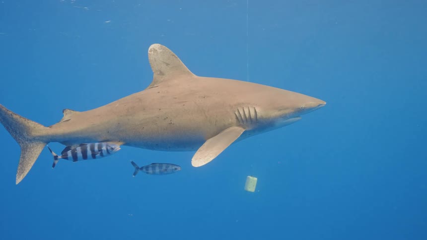 Small pilot fish swim with a shark as sunlight shines from above