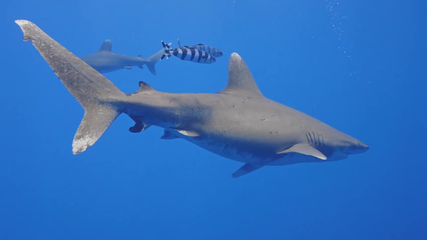 Great white shark swimming in the ocean
