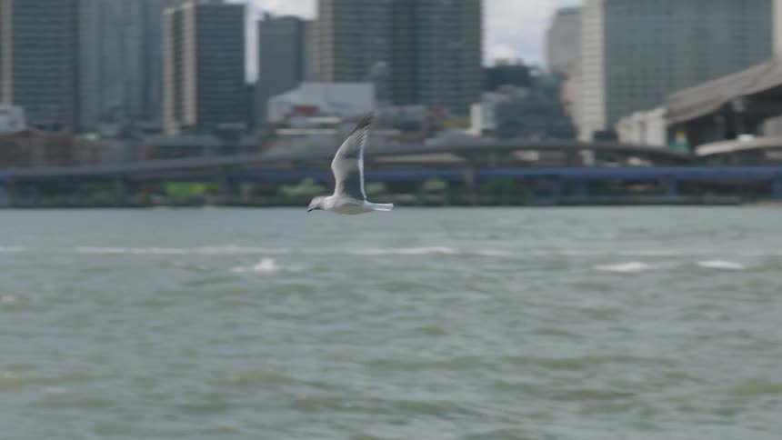 A bird flying over the sea near the metropolitan city