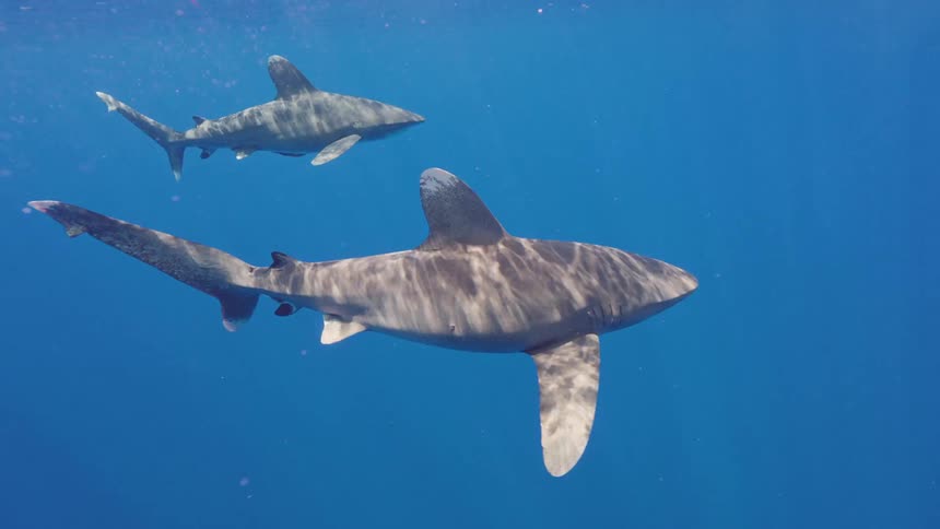 Two sharks are swimming under water that is very blue