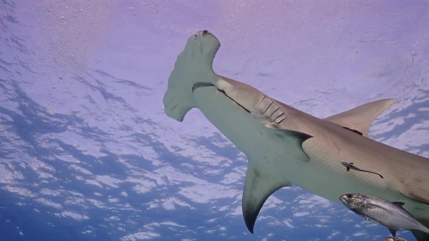A great hammerhead shark gracefully swims in the water
