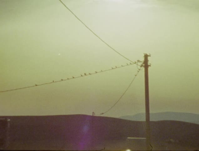 Some of the birds siting on power line fly away on sunny foggy day